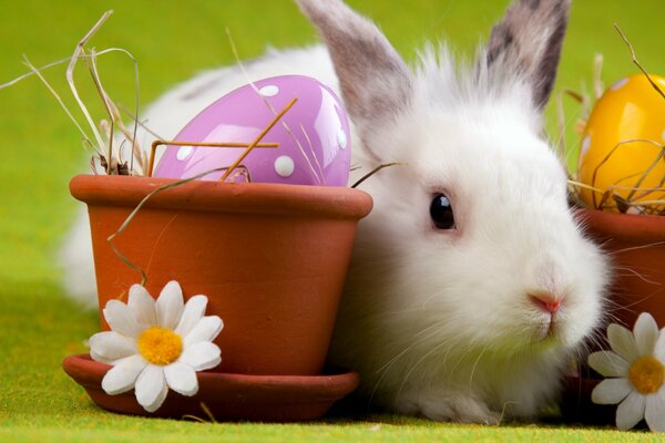 Lapin de Pâques avec des oeufs