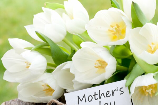 Strauß weißer Tulpen mit Grußkarte