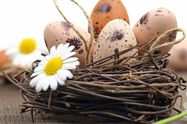 Decoración de Pascua, huevos en un nido con una linda Margarita