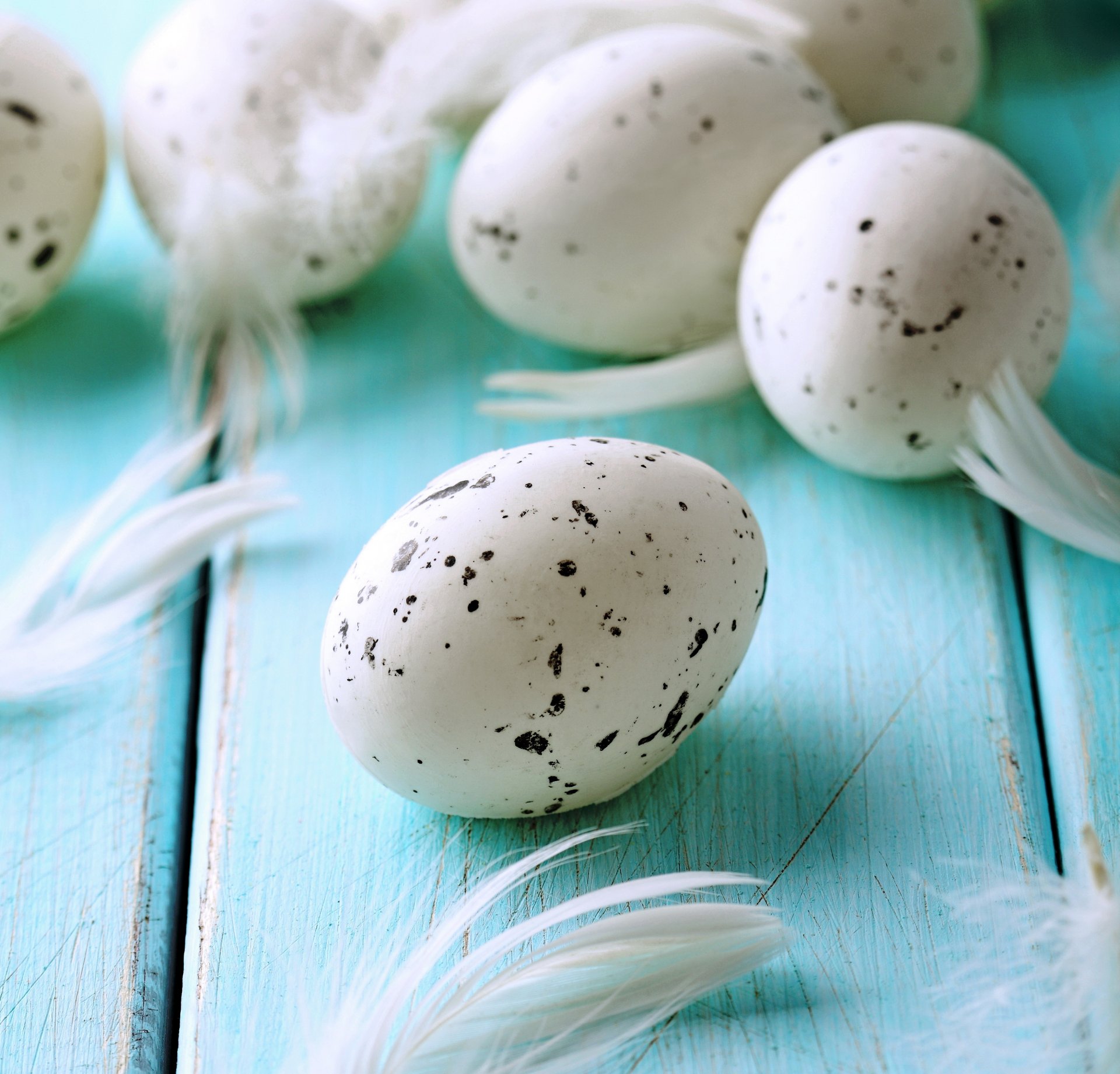 easter eggs blue pastel feather