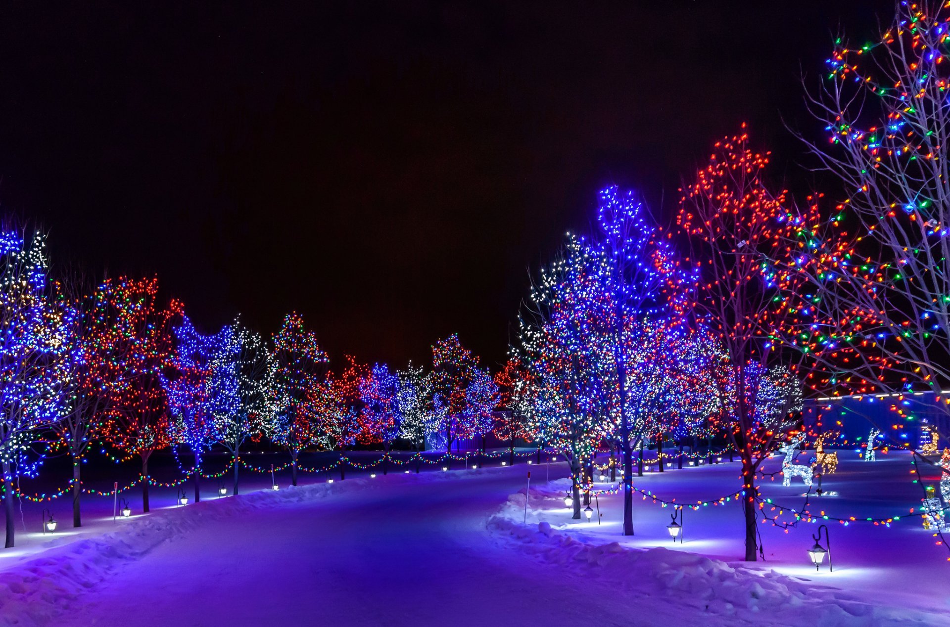 città notte parco strada alberi illuminazione neve inverno vacanza nuovo anno