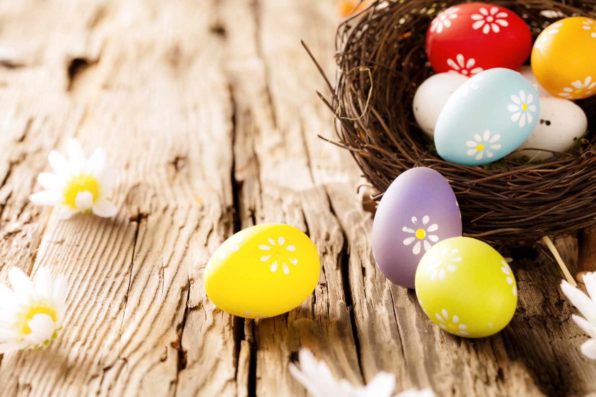 ostern eier baum blumen gänseblümchen