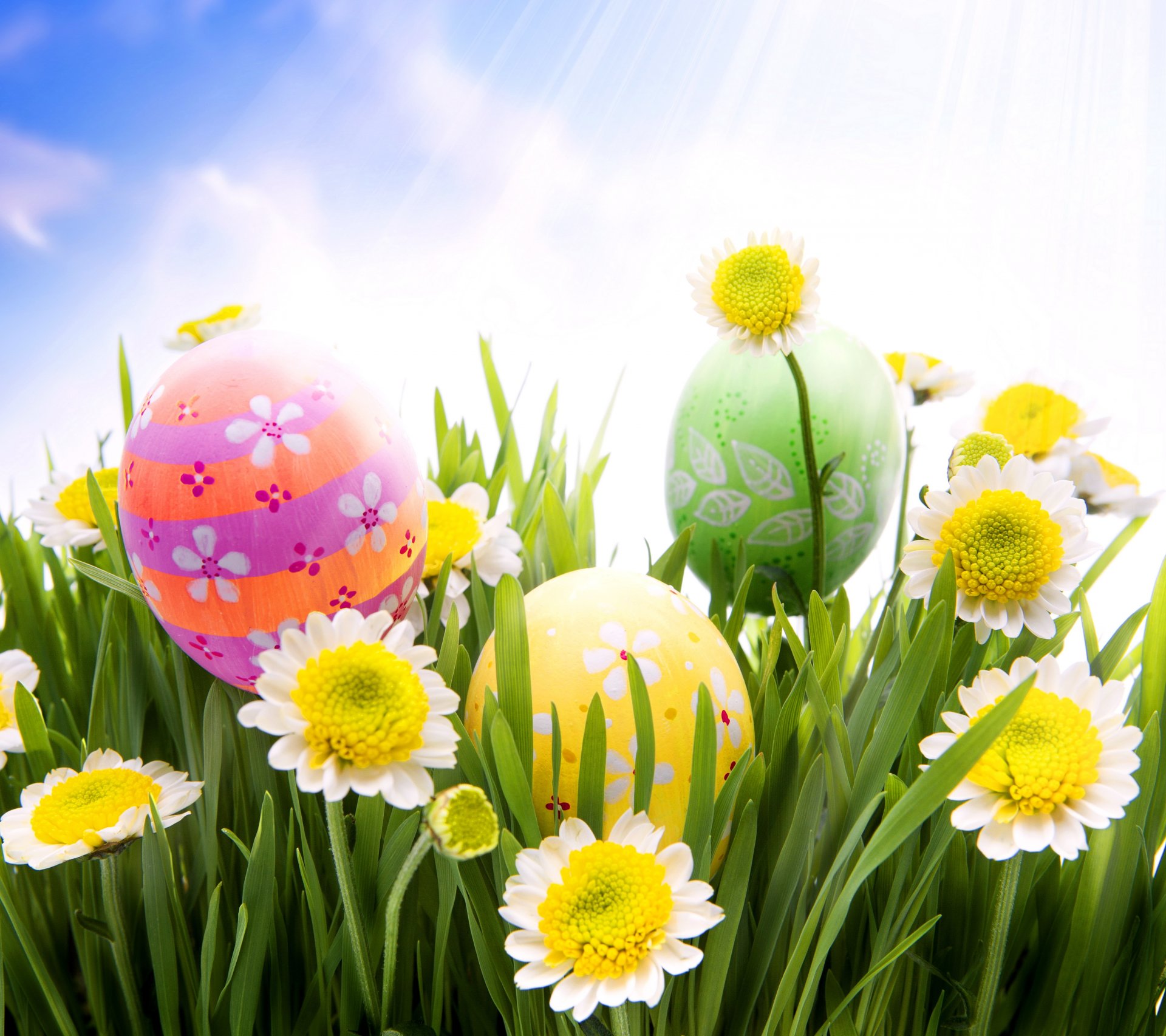 easter spring sun meadow grass flowers eggs daisies chamomile spring