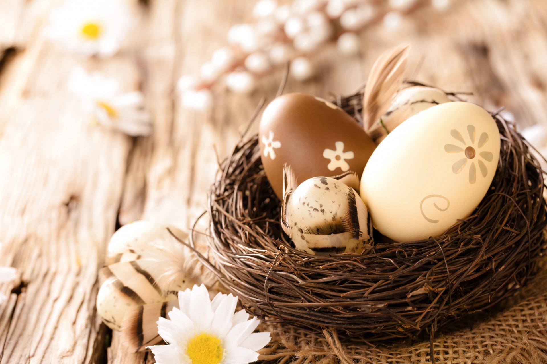 easter eggs tree flowers daisie