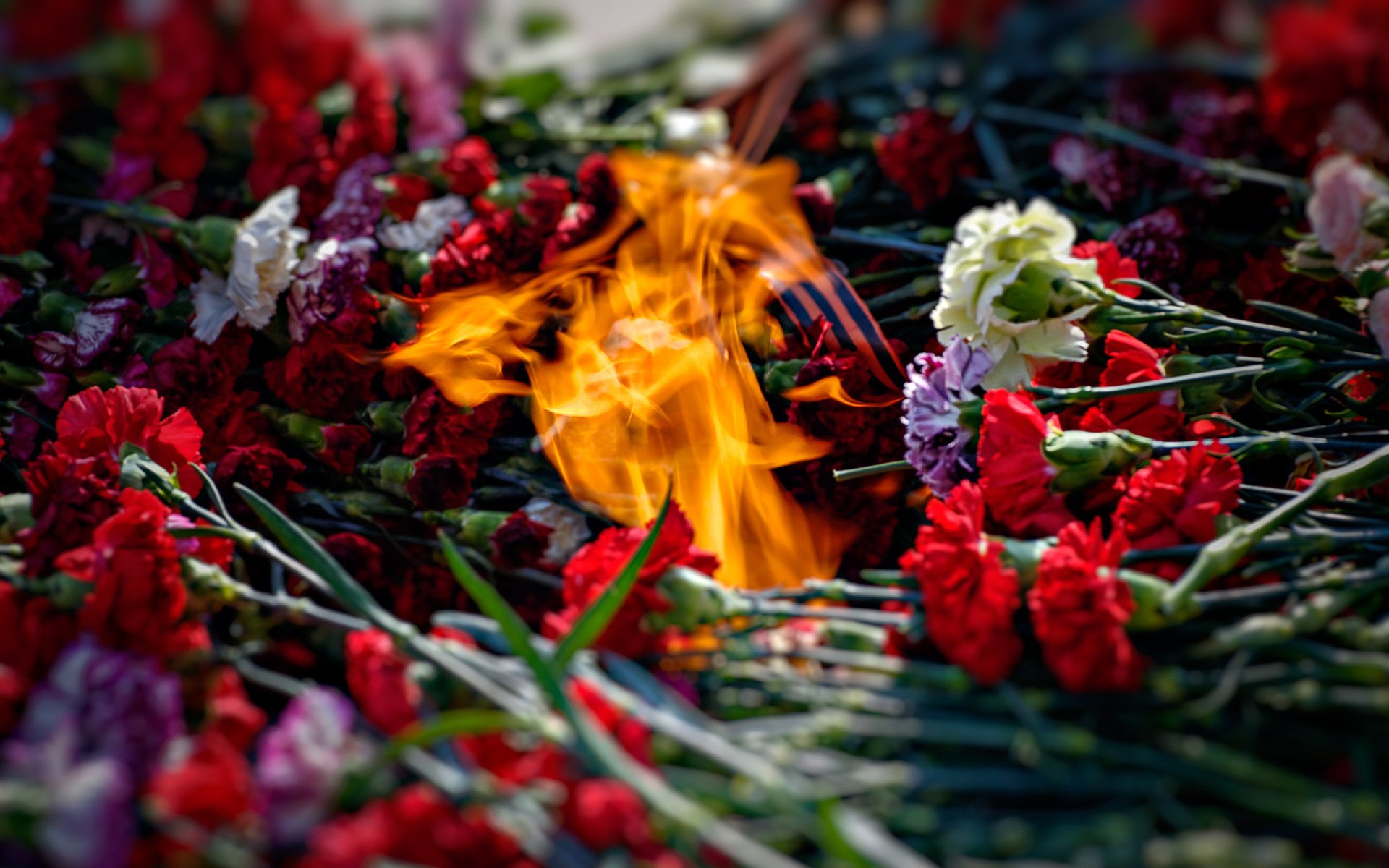 9 mai mémoire flamme feu oeillets pose ruban