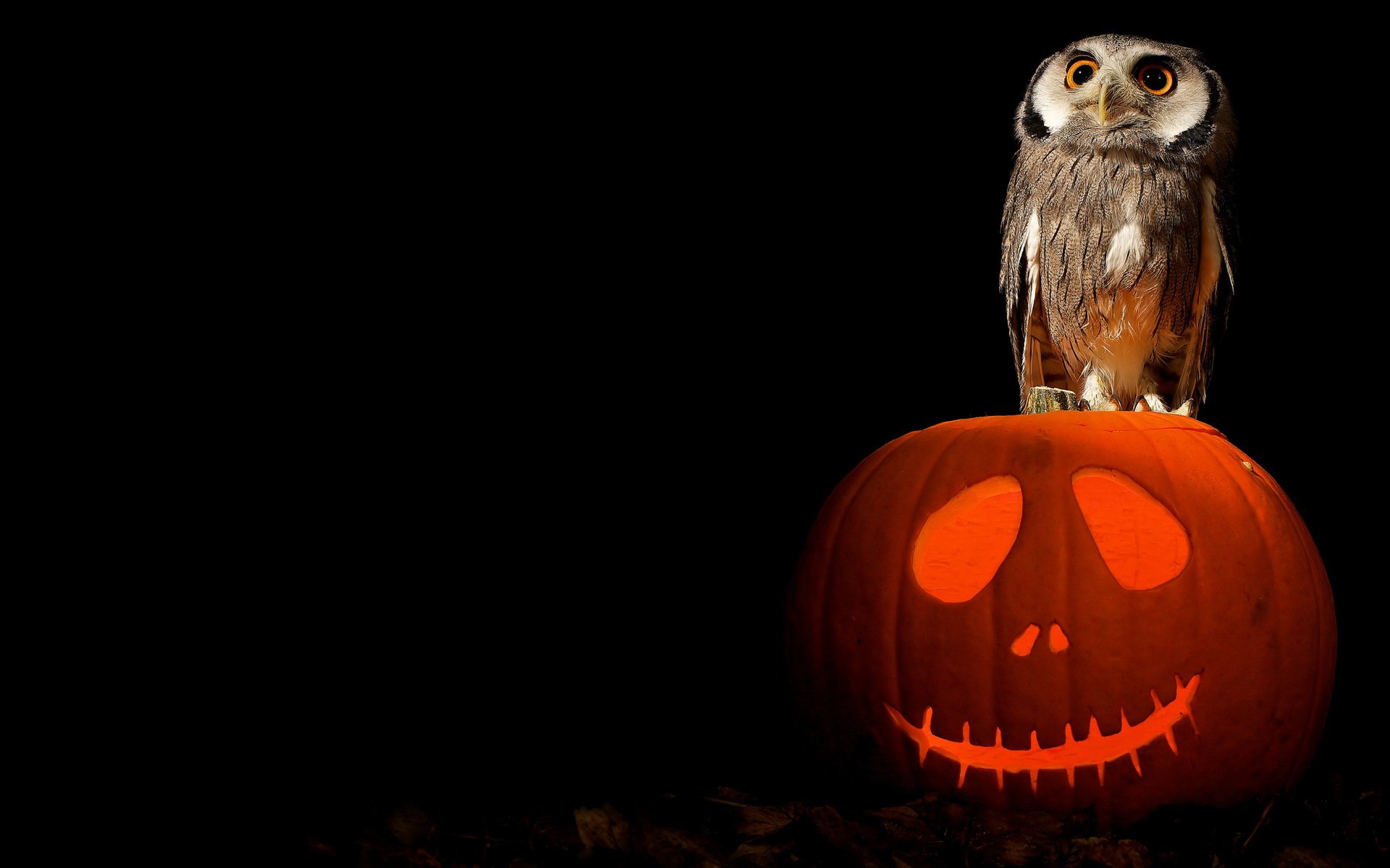 halloween calabaza arte búho