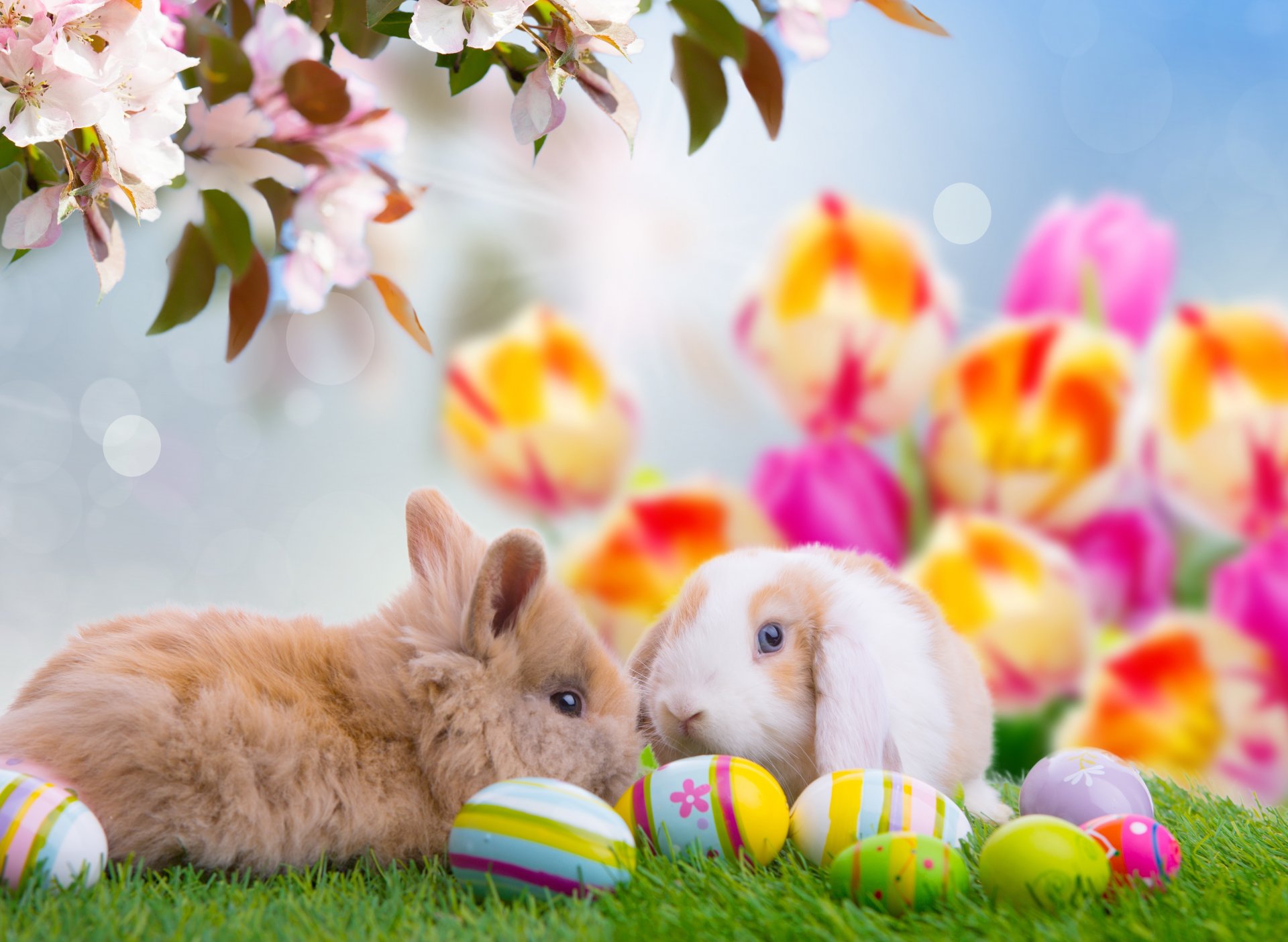 pascua huevos huevos de pascua pascua