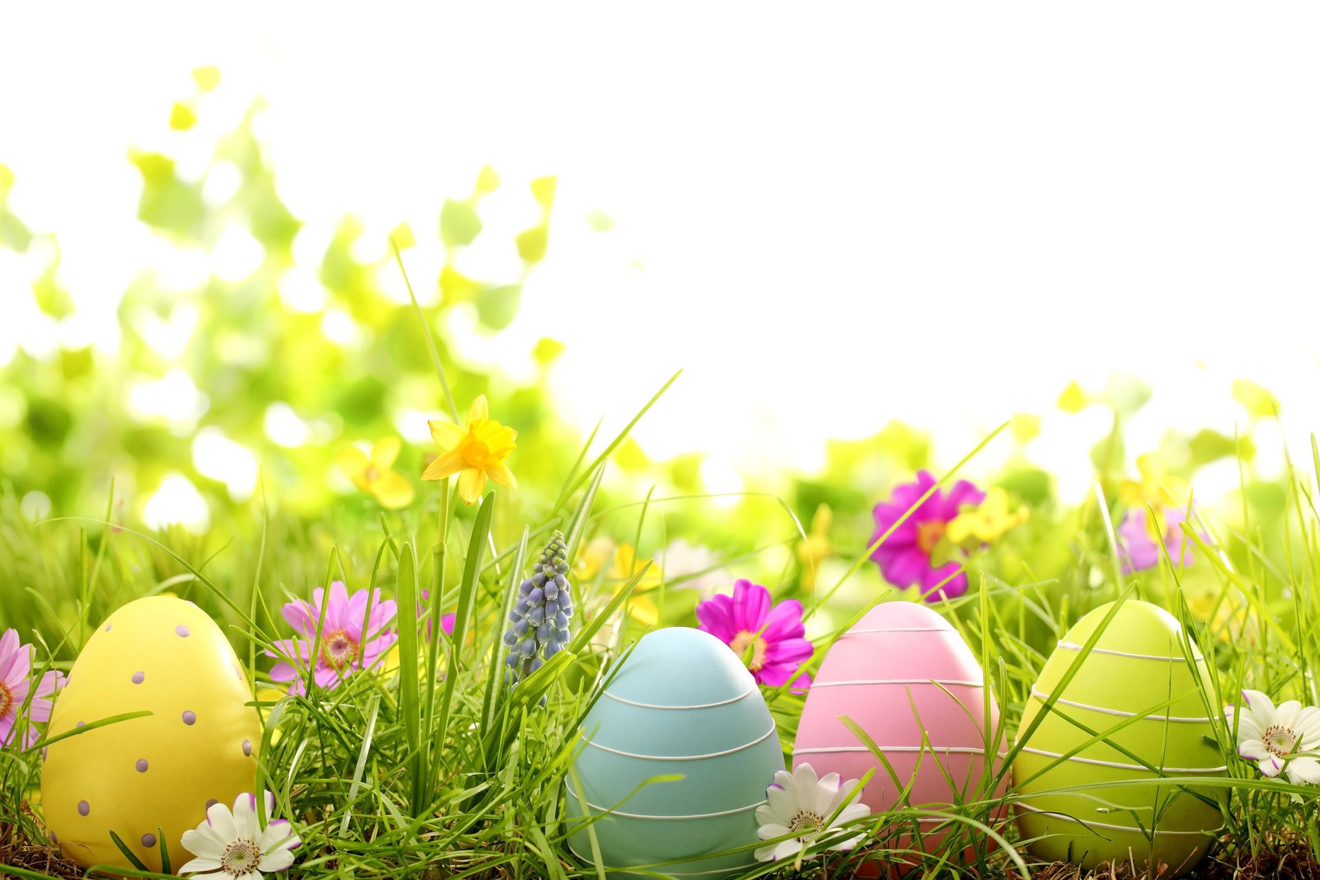 pascua primavera flores huevos hierba manzanilla manzanilla primavera teñido