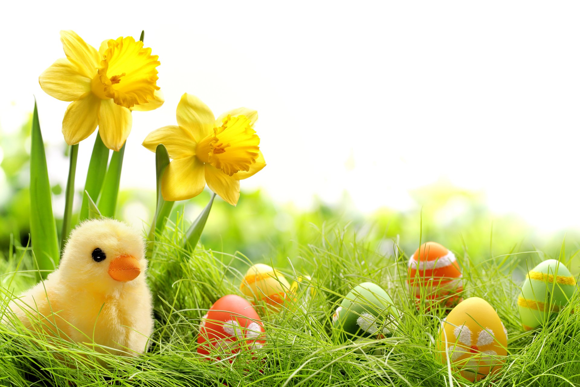 ostern frühling blumen eier bunt narzissen gras springer frühling gefärbt