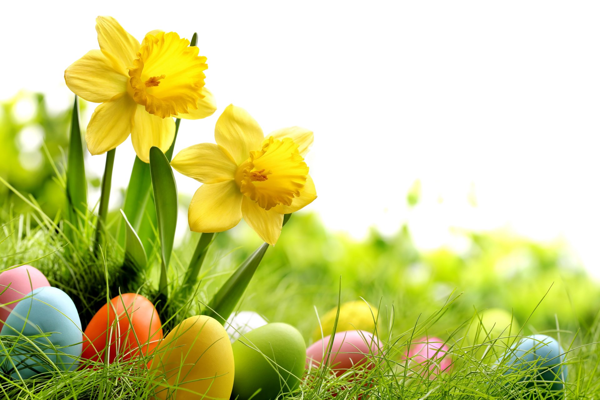 easter spring sunshine meadow grass flowers eggs daffodils flower