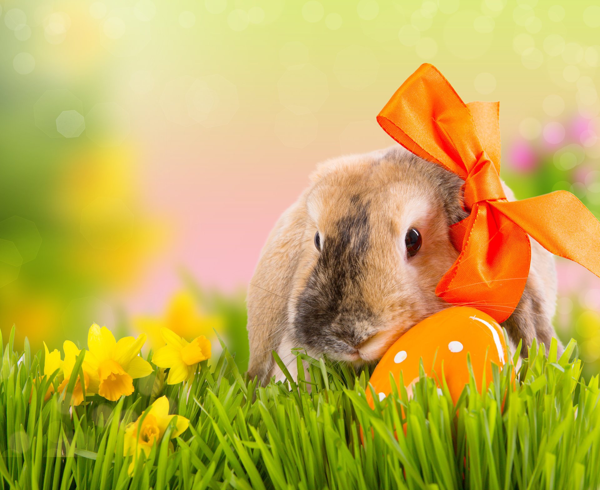 feiertag ostern frühling natur gras blumen narzissen ei kaninchen bogen bokeh