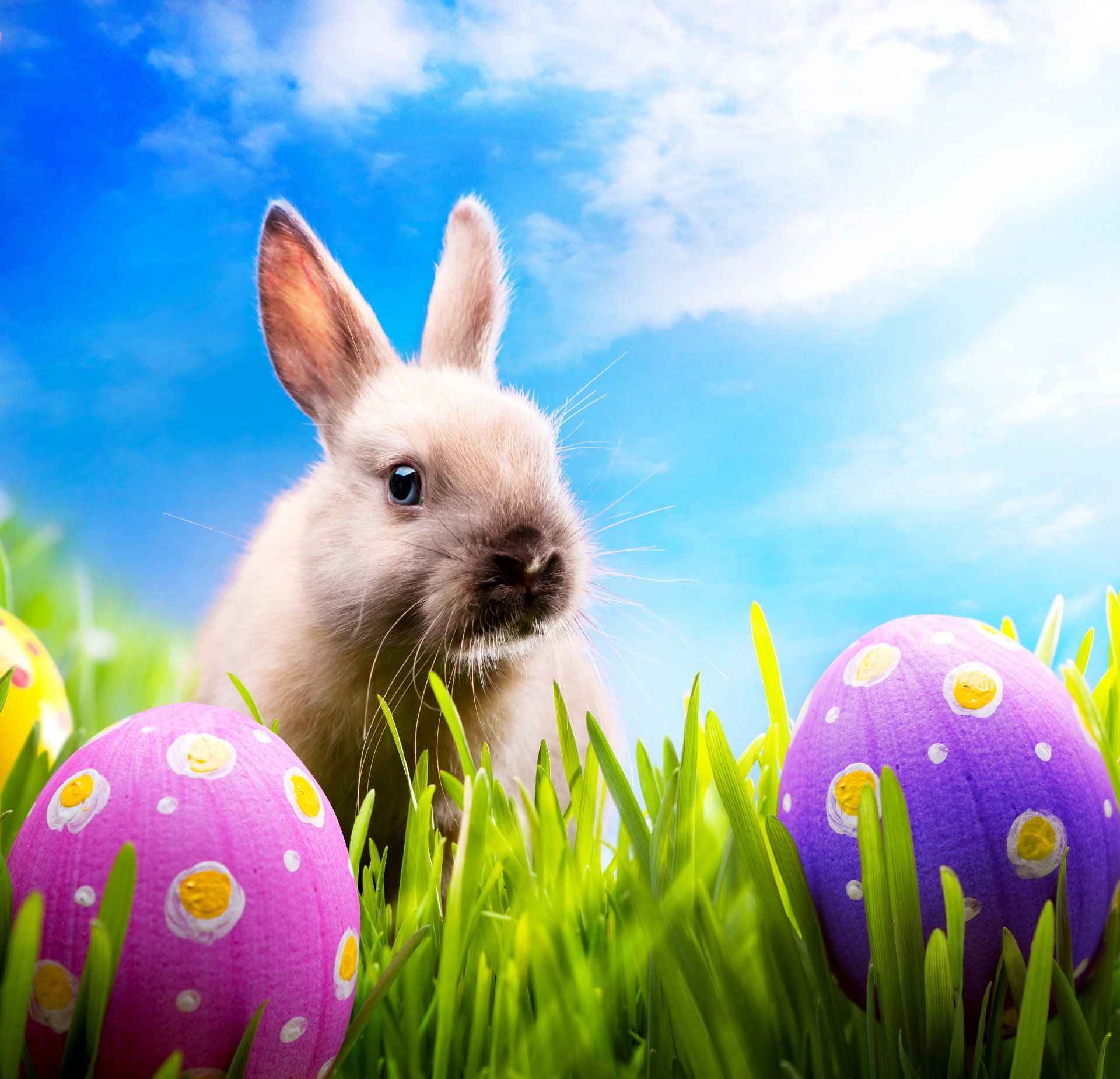 easter bunny rabbit spring blue sky sunshine meadow grass egg