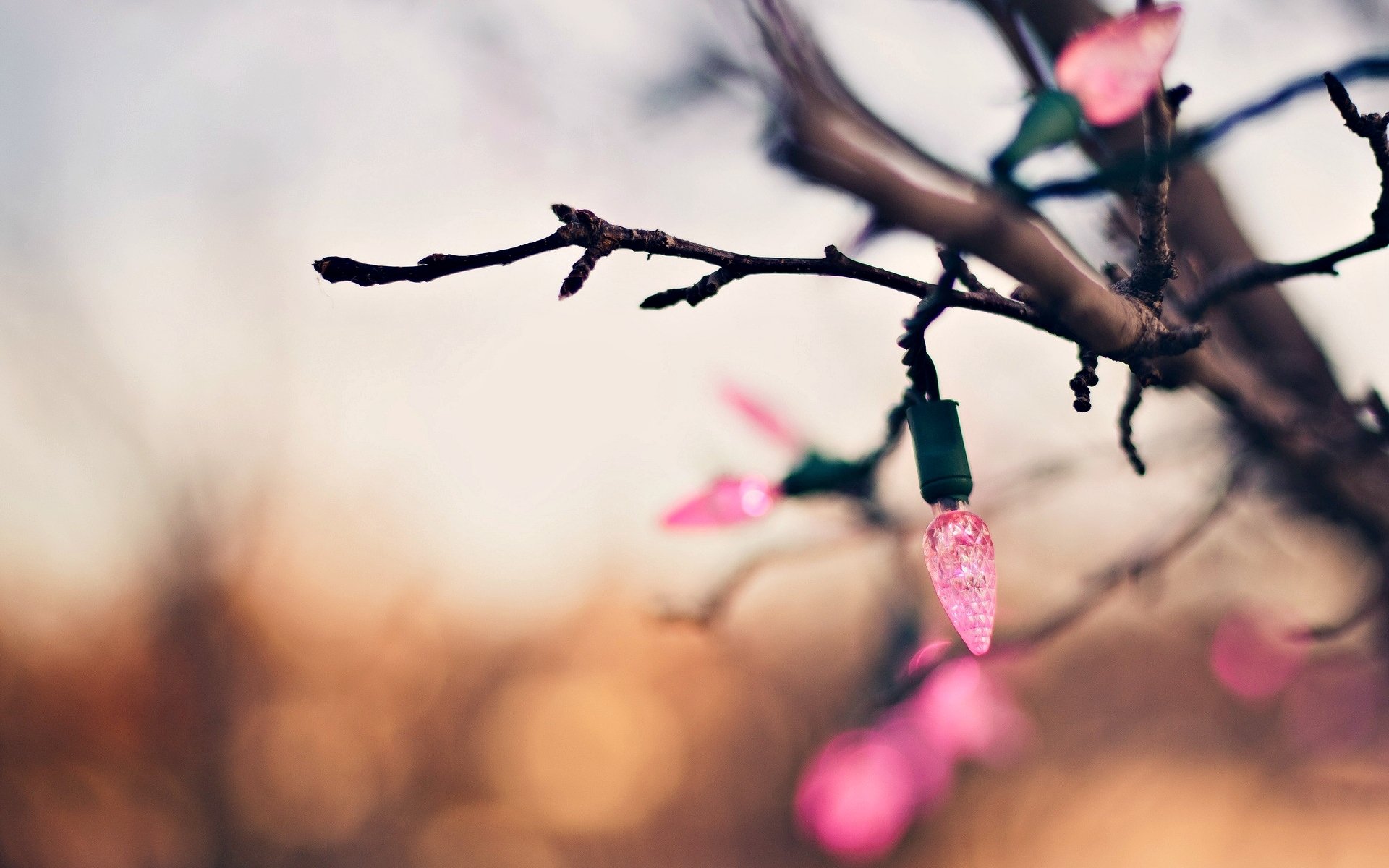 vacanze macro albero ramo ghirlanda luci rosa bokeh sfocatura sfondo carta da parati widescreen schermo intero widescreen