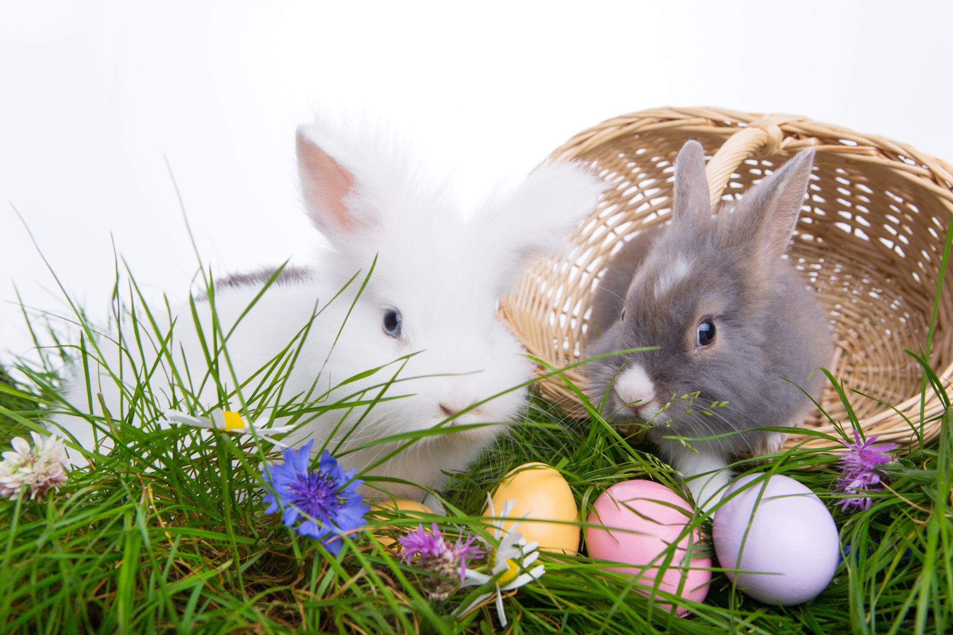 pasqua uova uova di pasqua pasqua