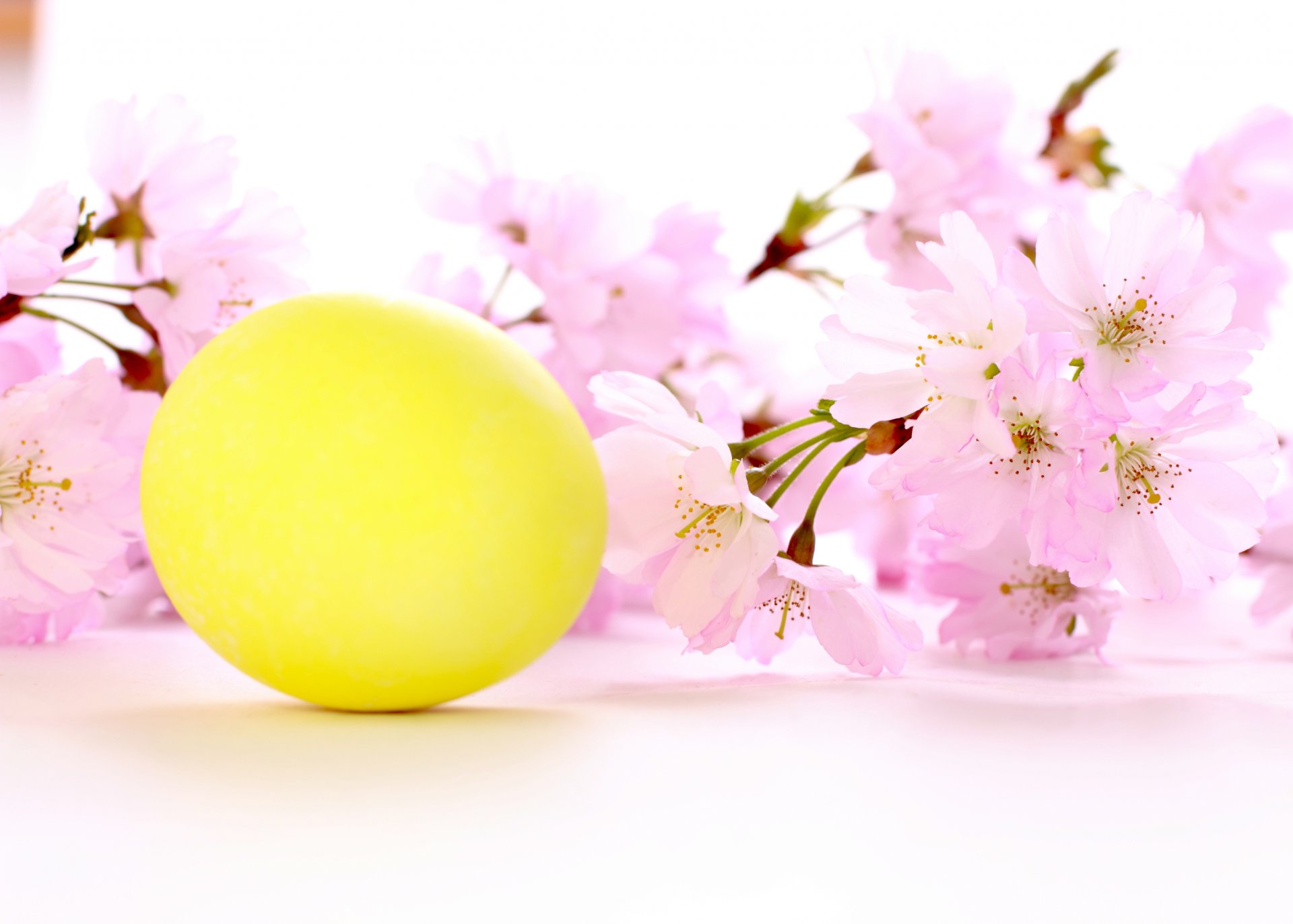 feiertag ostern kirschzweig blumen gelber ei