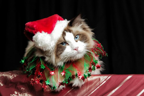 Un gatto divertente in un costume di Natale raffigura Babbo Natale