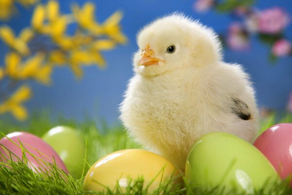 En la hierba verde hay huevos de Pascua y un pollo se sienta cerca