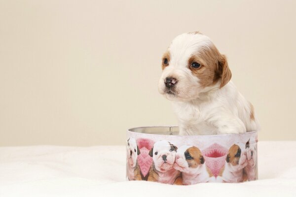 Pequeño cachorro en Caja de regalo redonda