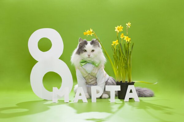 El gato felicita las vacaciones sobre un fondo verde con narcisos