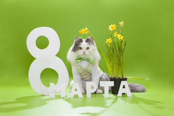 Il gatto si congratula con le vacanze su uno sfondo verde con i narcisi