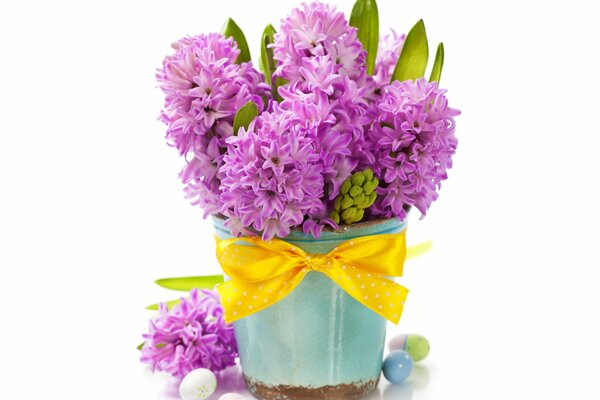 Hyacinths come in different beautiful colors