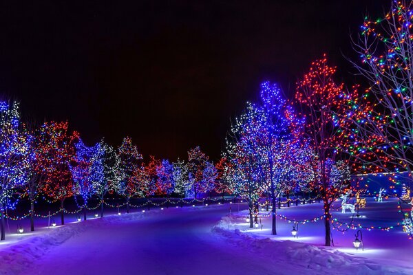 A night park decorated for the New Year