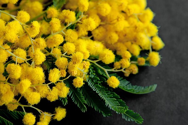 Spring bouquet of mimosas for girls