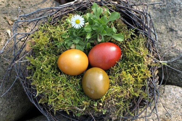 Пасхальное гнездо: крашеные яйца в траве и во мхе с ромашкой