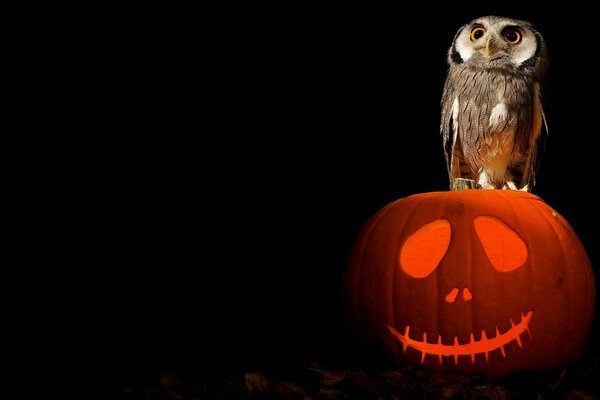 Halloween-style pumpkin on a black background