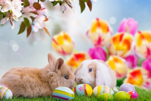 Lapins moelleux sur l herbe avec des oeufs de Pâques