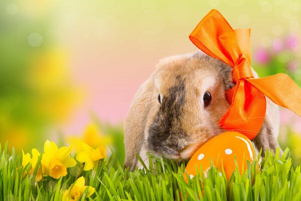 Conejito de Pascua en el césped de primavera