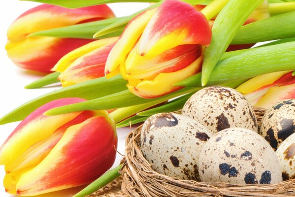 Easter eggs and red tulips