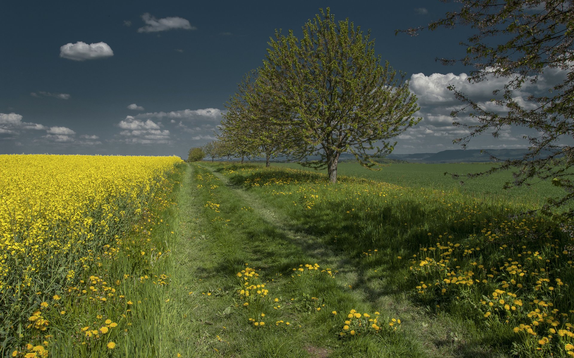 cielo árboles camino campo hierba flores diente de león colza