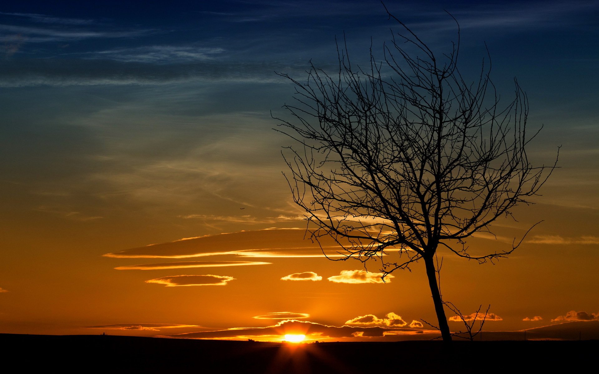 coucher de soleil arbre paysage