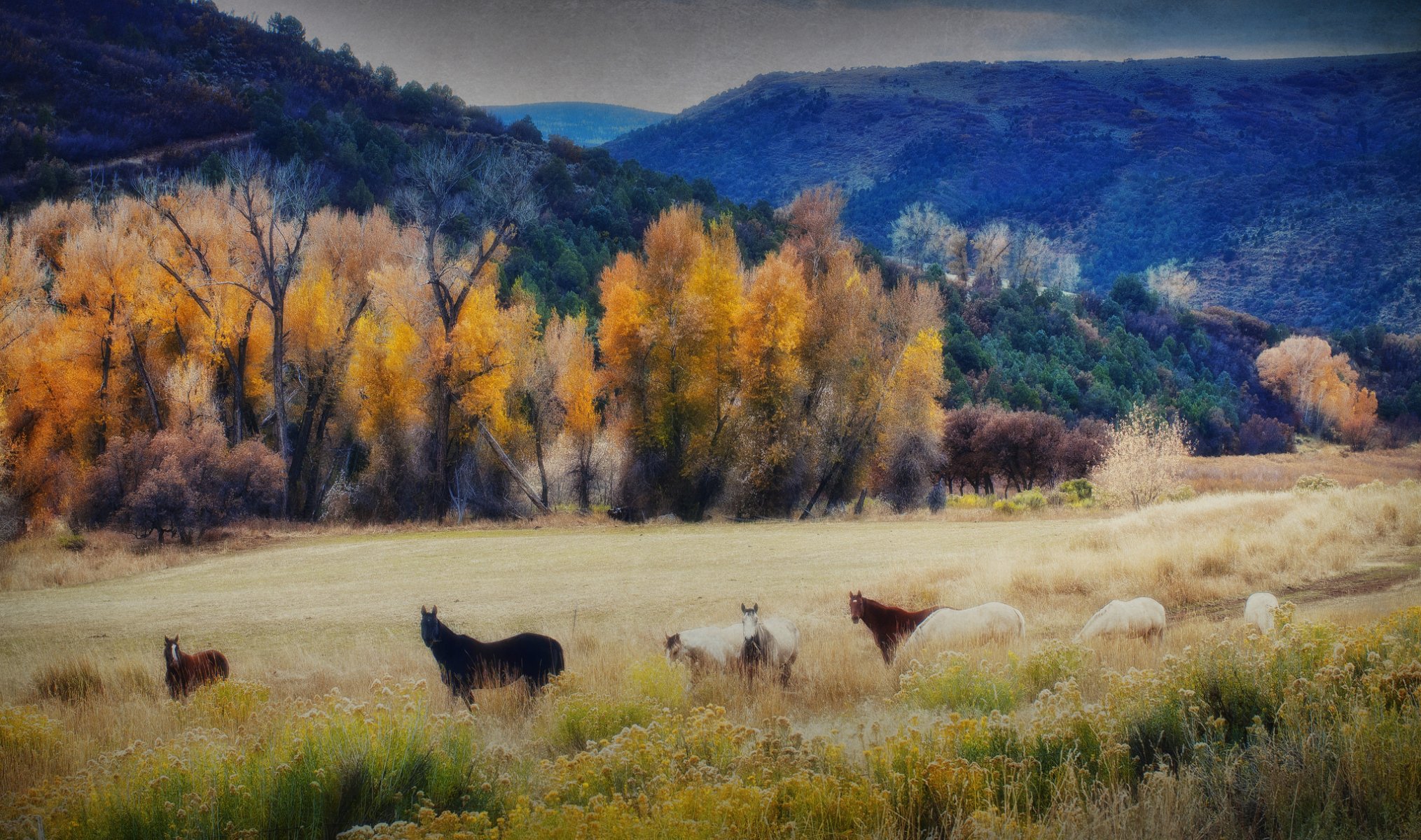 ky mountain tree horse autumn