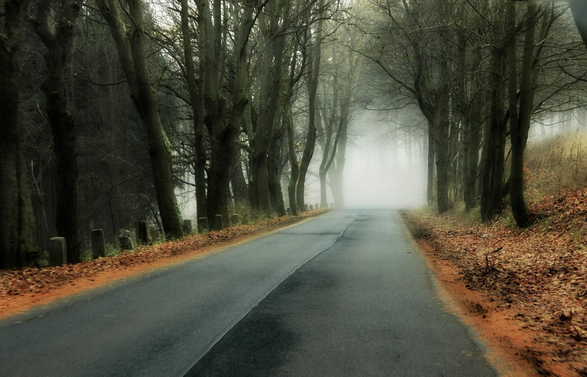 otoño bosque carretera niebla