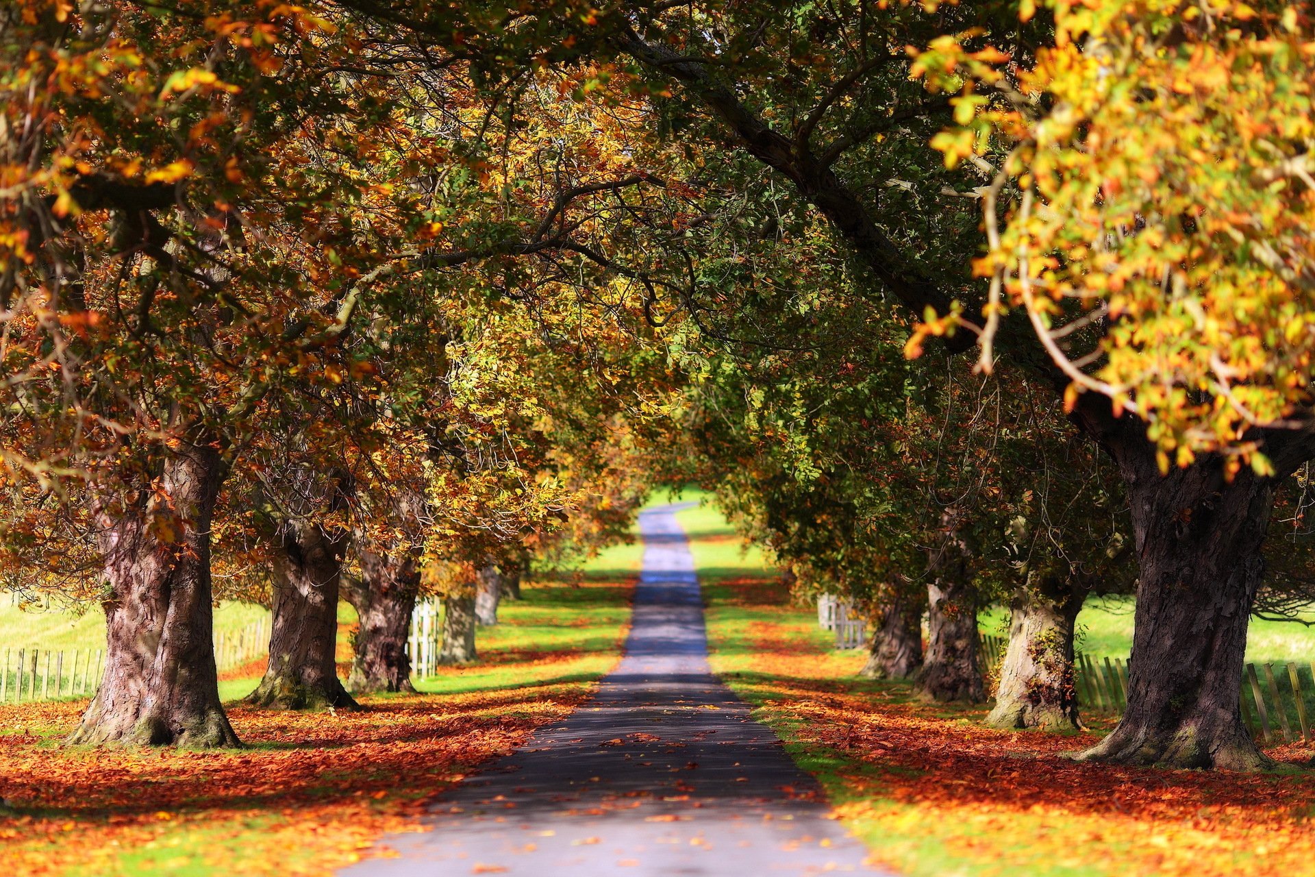 autumn park tree