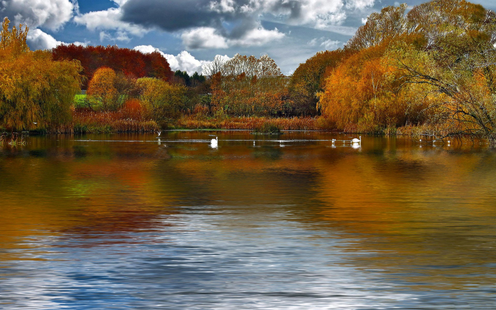 himmel wolken see teich bäume herbst vögel schwäne