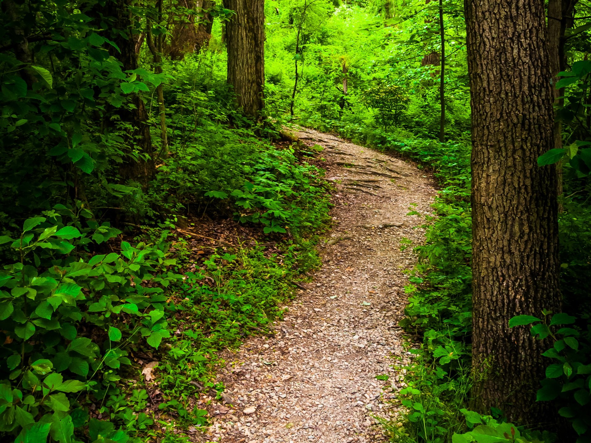 united states park codorus state park pennsylvania bush tree trunk trail nature photo