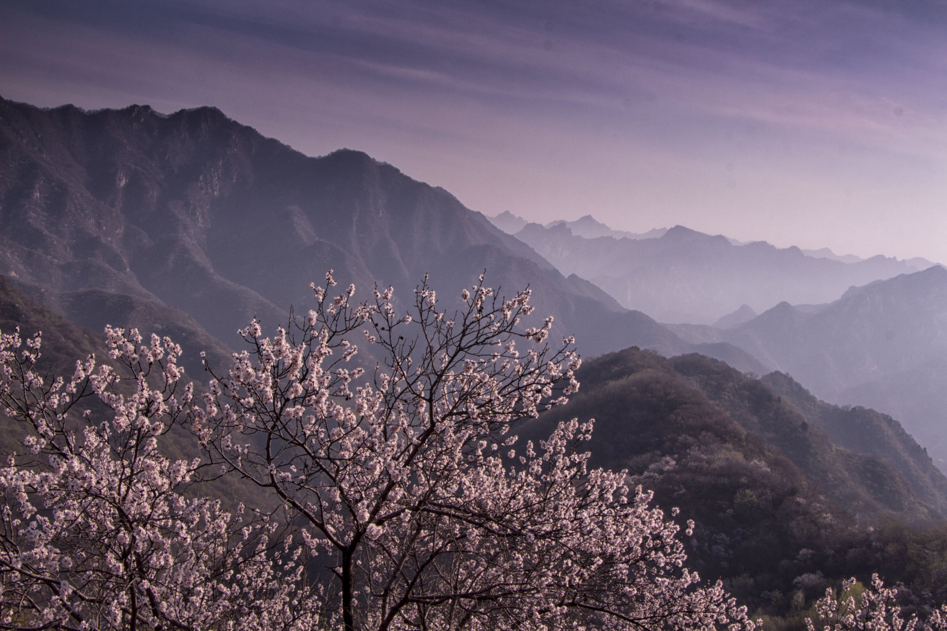 tree mountain landscape