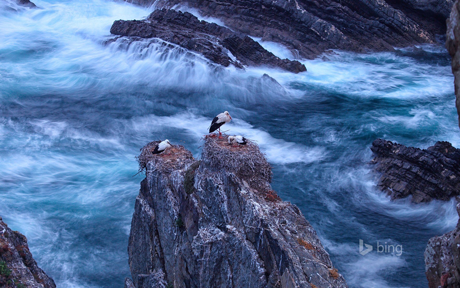 portugal odemira cabo sardão oiseaux cigogne blanche rochers mer