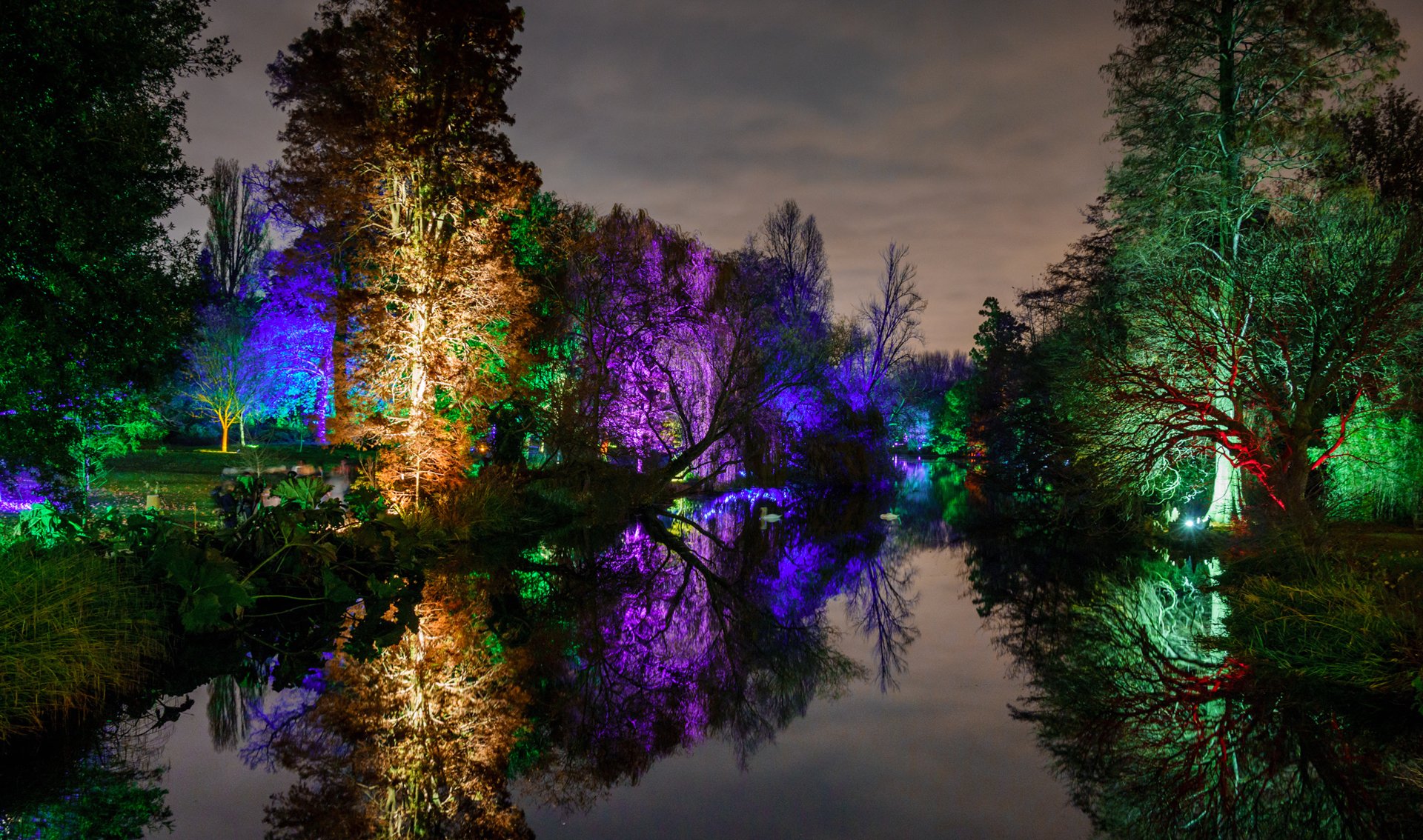 night park pond tree light light