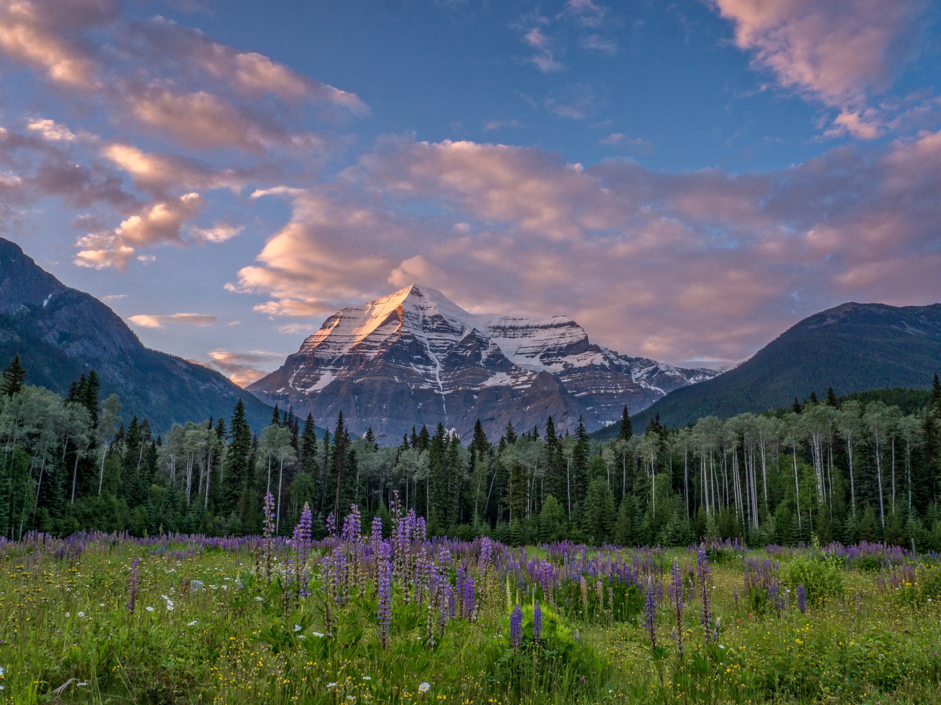 mount robson canadian rockies kolumbia brytyjska kanada canadian rockies góry łąka kwiaty las drzewa