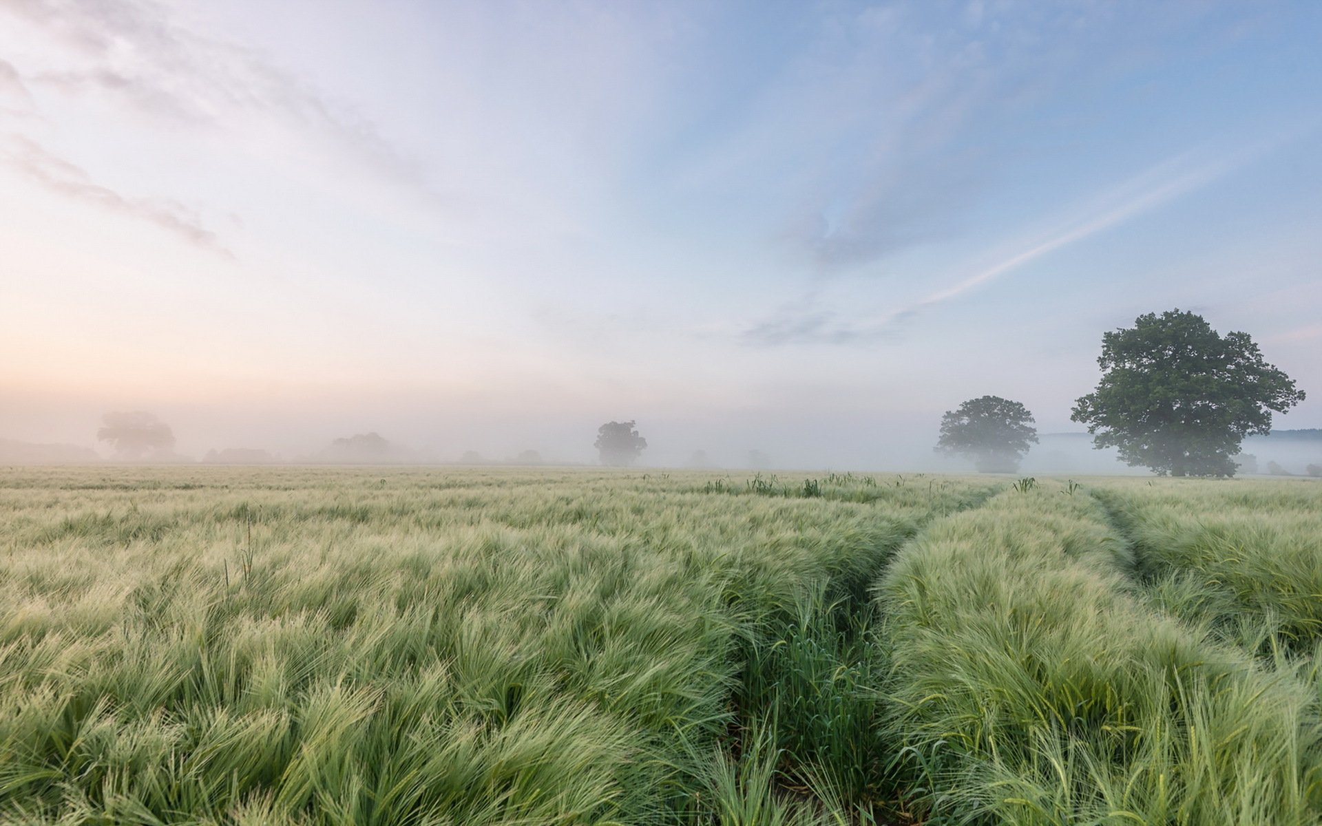 morning the field fog landscape