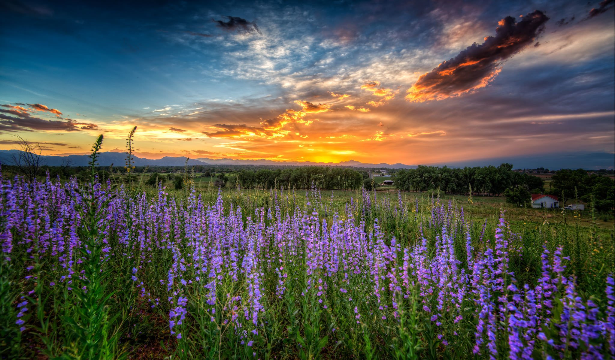 louisville colorado puesta de sol prado flores