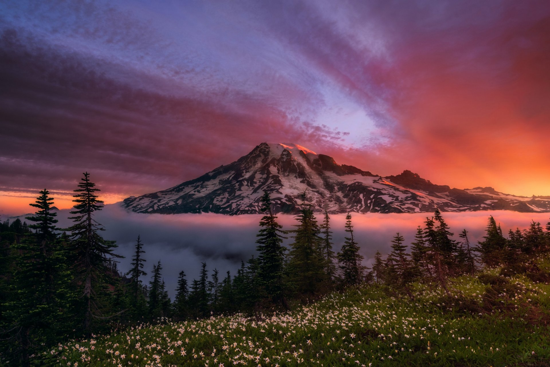 united states state washington mountain stratovolcano rainier morning sky forest flower