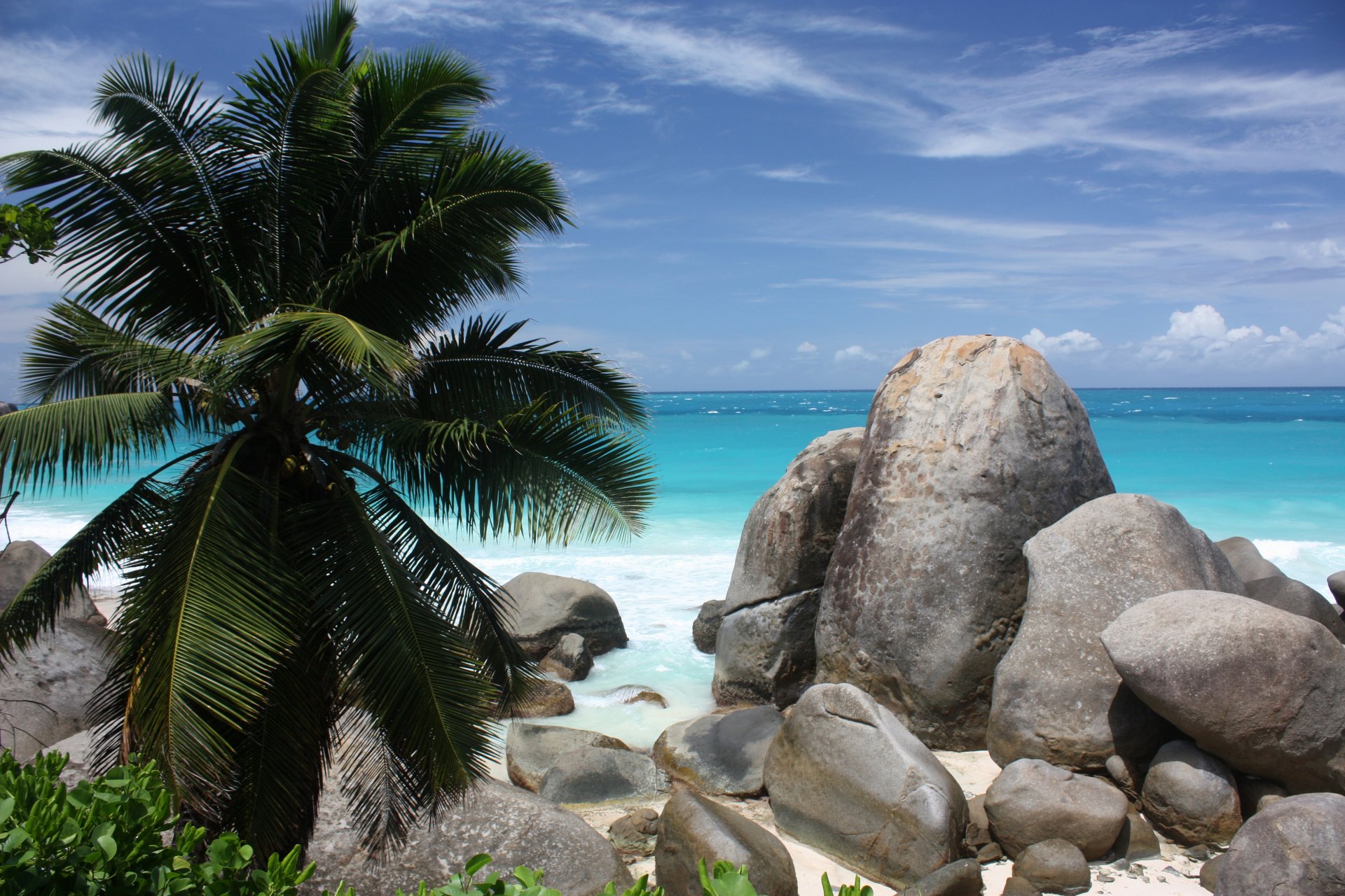 coast sea beach sand palm trees rocks shrubs bushe