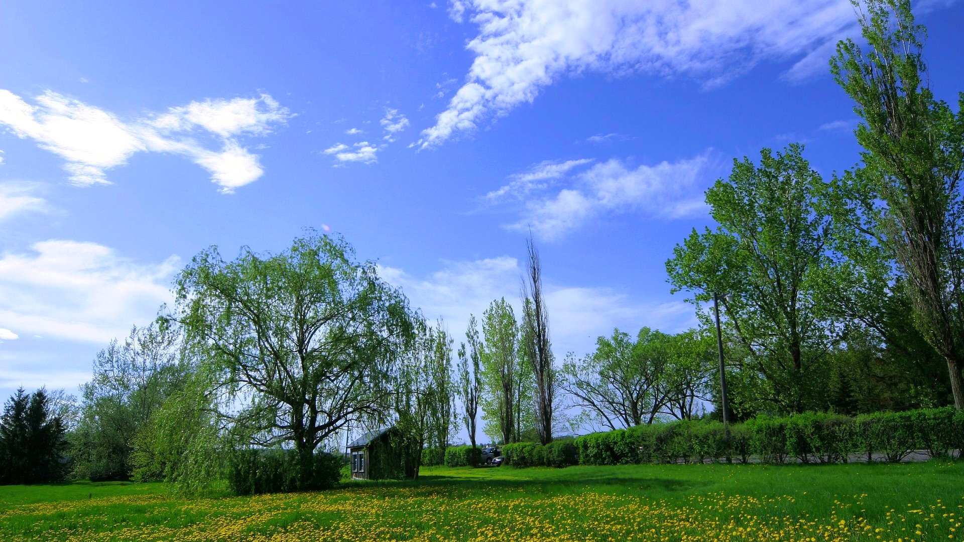 cielo nuvole prato erba fiori alberi casa denti di leone