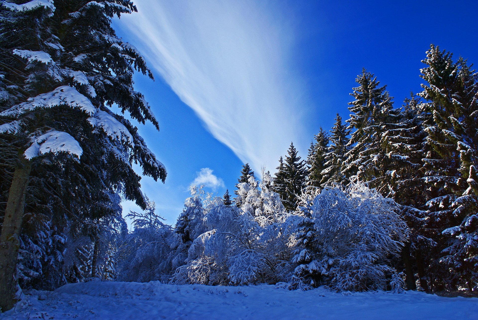 invierno nieve árboles abeto naturaleza foto