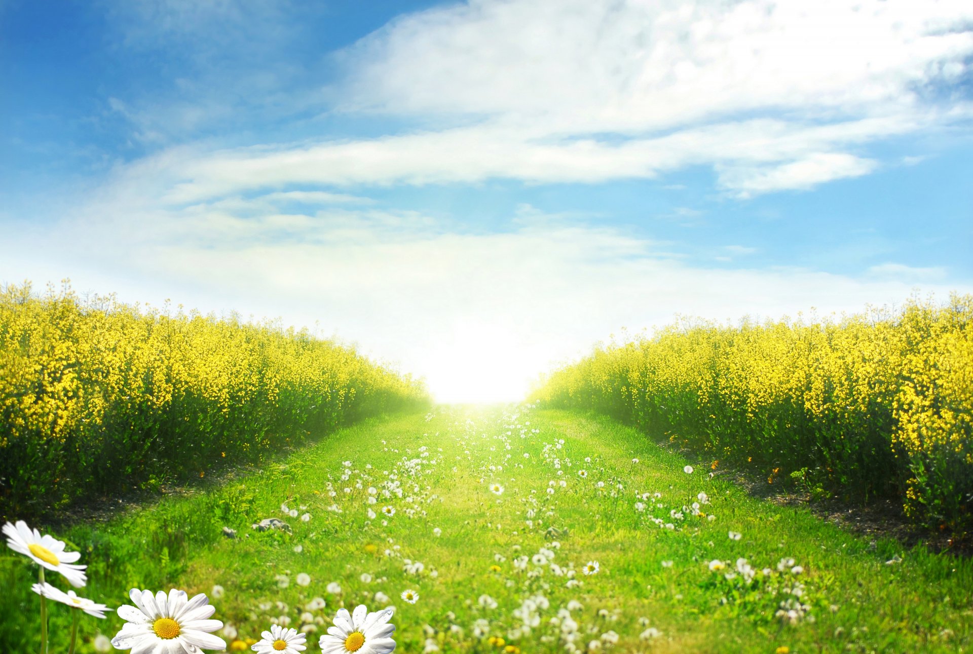 landschaft blumen straße gänseblümchen löwenzahn löwenzahn